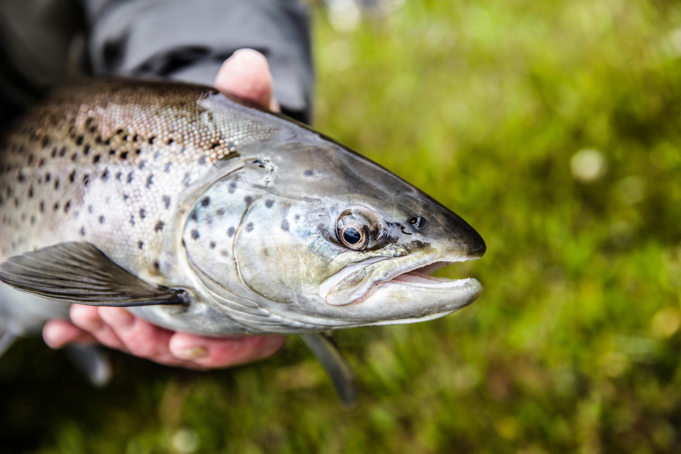 Fly Fishing with Mauritia